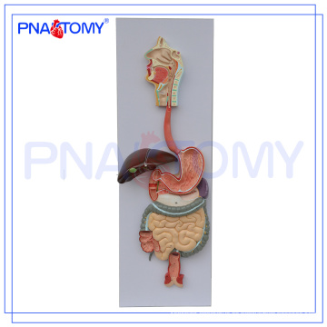 PNT-0450 pvc modelo de sistema digestivo anatómico humano (3 partes) para la enseñanza de la medicina